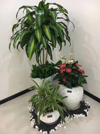 �����̻�ֲ������